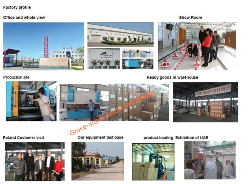 Automatic Poultry Farm Equipment for Broiler Production