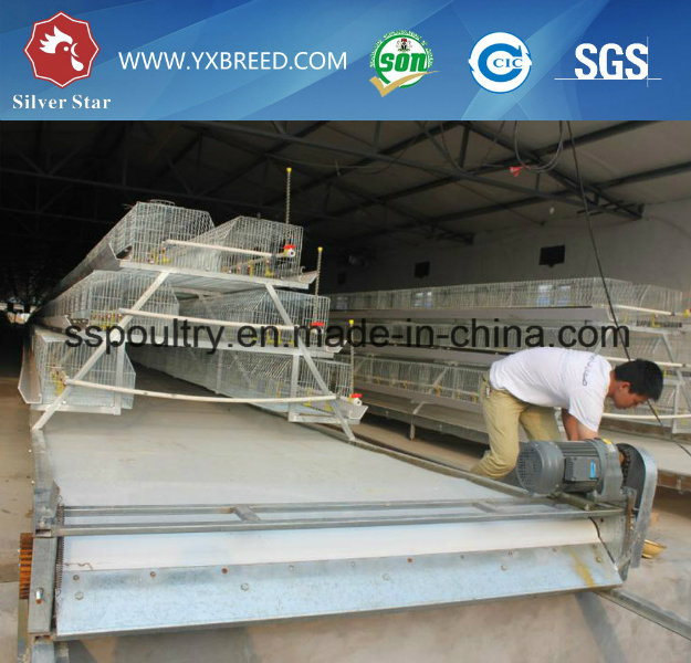 South American Automatic Chicken Poultry Equipment for Layers and Broiler