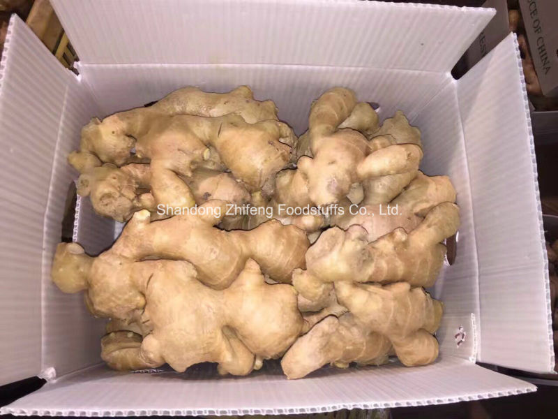 Shandong Dehydrated Ginger for Exporting