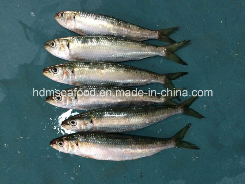 Fresh Sardinella Lemuru Fish