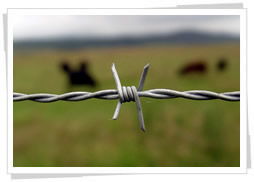 Galv. or PVC Coated Double Twist Barbed Wire for Fence