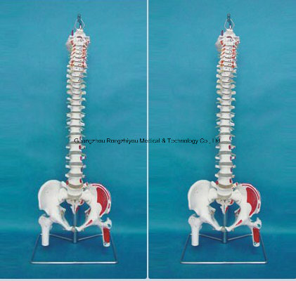 Classic Flexible Spine Model with Femur Heads and Painted Muscles