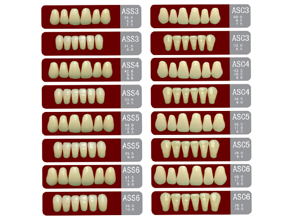 SA21 Two-Layer Acrylic Resin Teeth