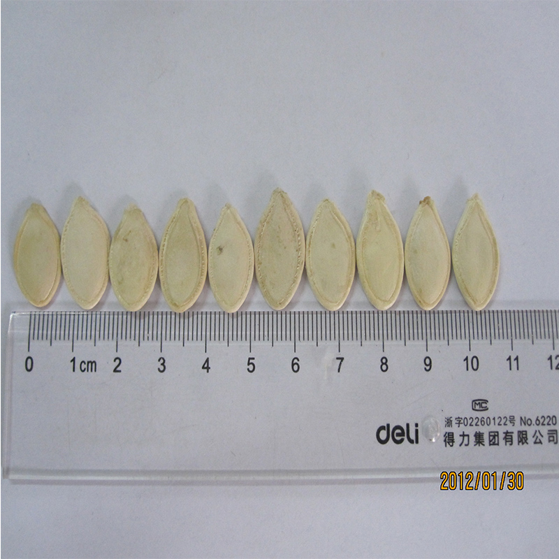 China Pure White Snow White Pumpkin Seeds Lower Price