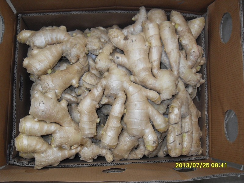 Fresh Ginger with New Crop