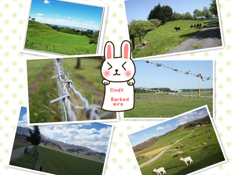 Xinao Good Quality Grassland Fence /Farm Fence / Field Fence