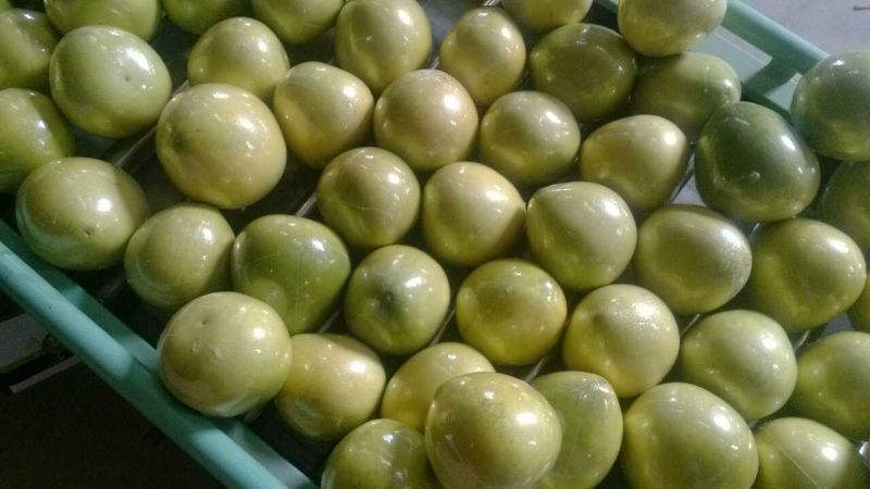 Exported Standard Quality of Fresh Honey Pomelp