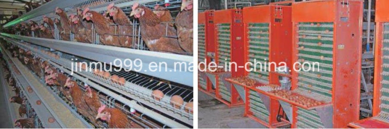 a Type Poultry Equipment Chicken Cage for Layer Broiler