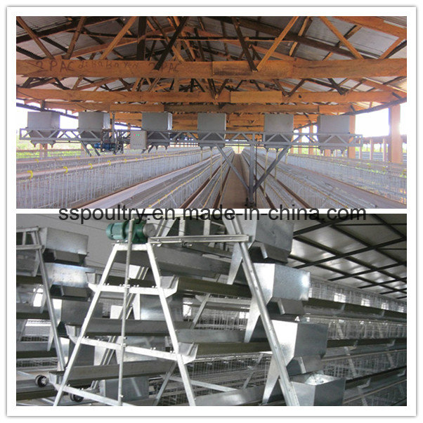 a Type Battery Broiler Chicken Cage