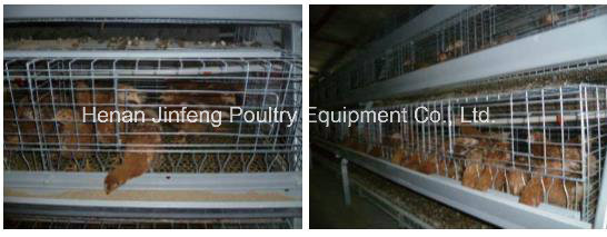 a-Type Pullet Cage System