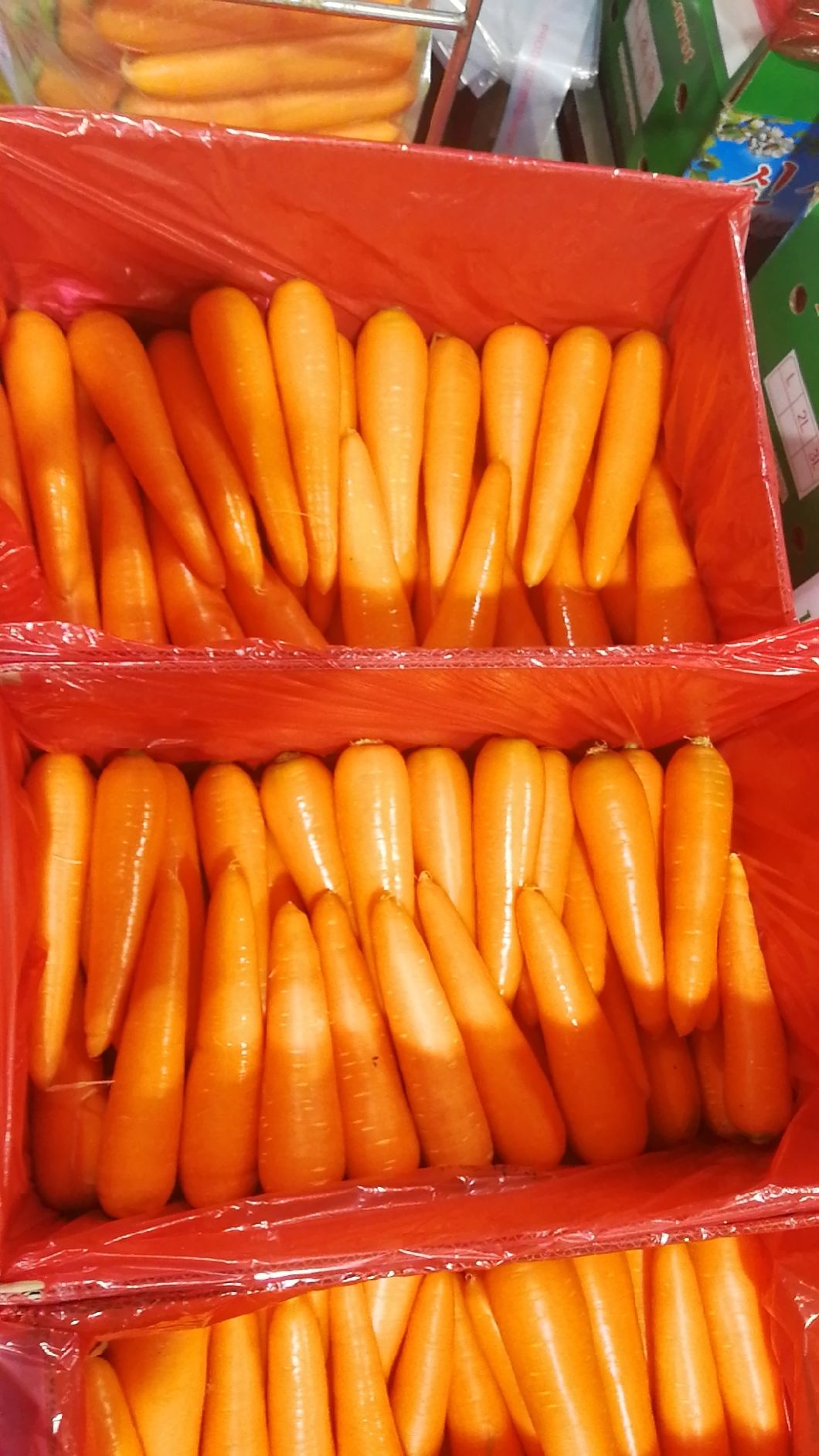 carrot