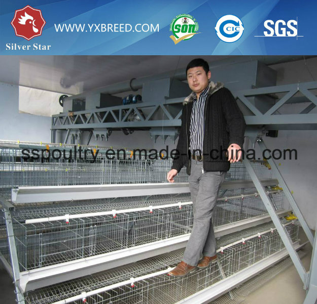 Bird Cage for Layer or Broiler in India