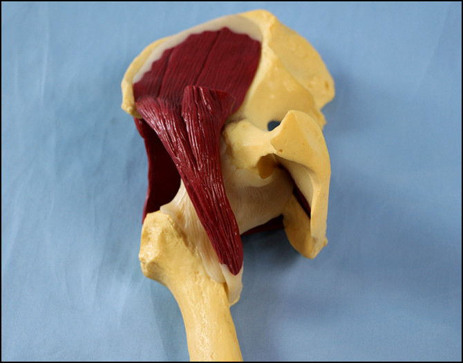 Desk Type Model Human Hip Joint with Muscles Anatomic Model