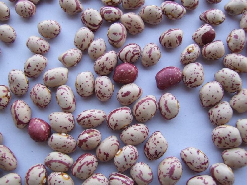 2015 New Crop Good Quality Light Speckled Kidney Bean