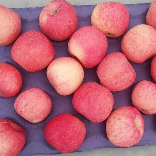 New Crop High Quality Fresh FUJI Apple