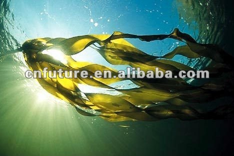 100% Water Soluble Organic Fertilizer Seaweed Extract