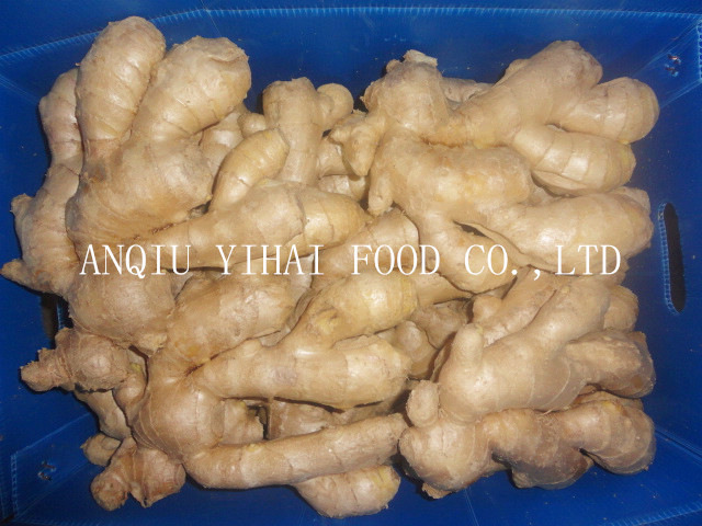 Professional Export Air Dry Ginger/Vegetable