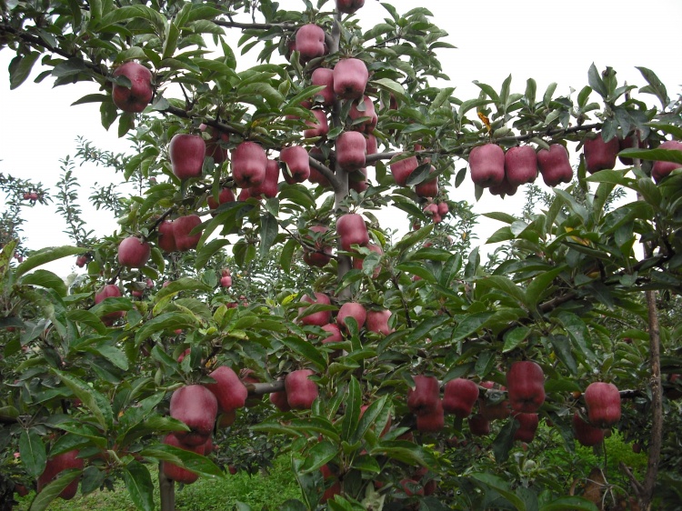 Chinese Dark Red Fresh Apple