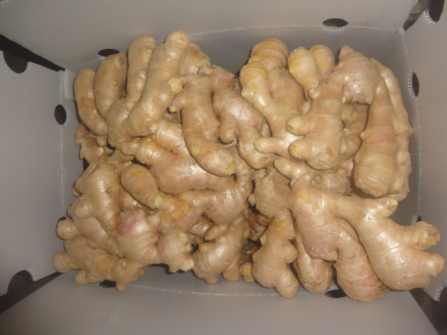 2015 Good Quality Fresh Ginger 250g and up