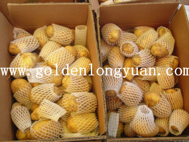 Fresh Potato Good Quality and Competitive Price