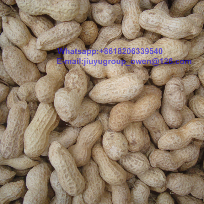 Washed Virginia Raw Peanut in Shell