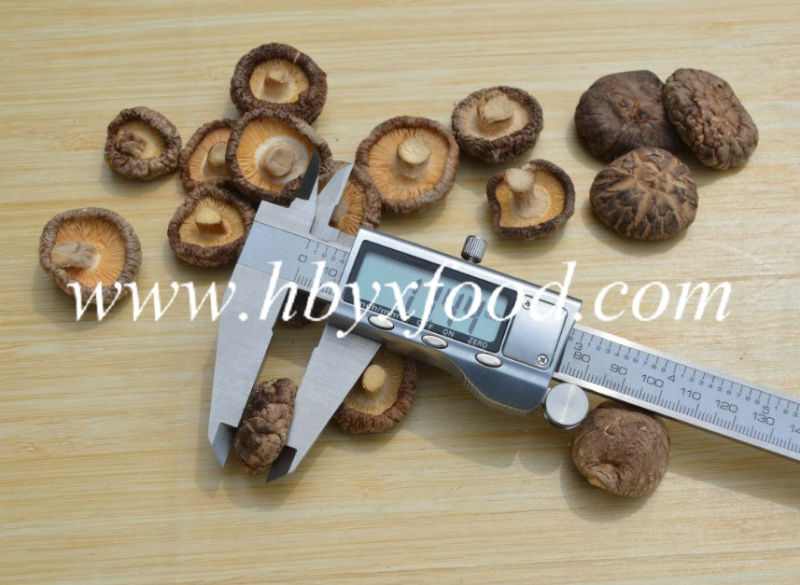 Tasty Dried Lentinus Edodes Smooth Mushroom