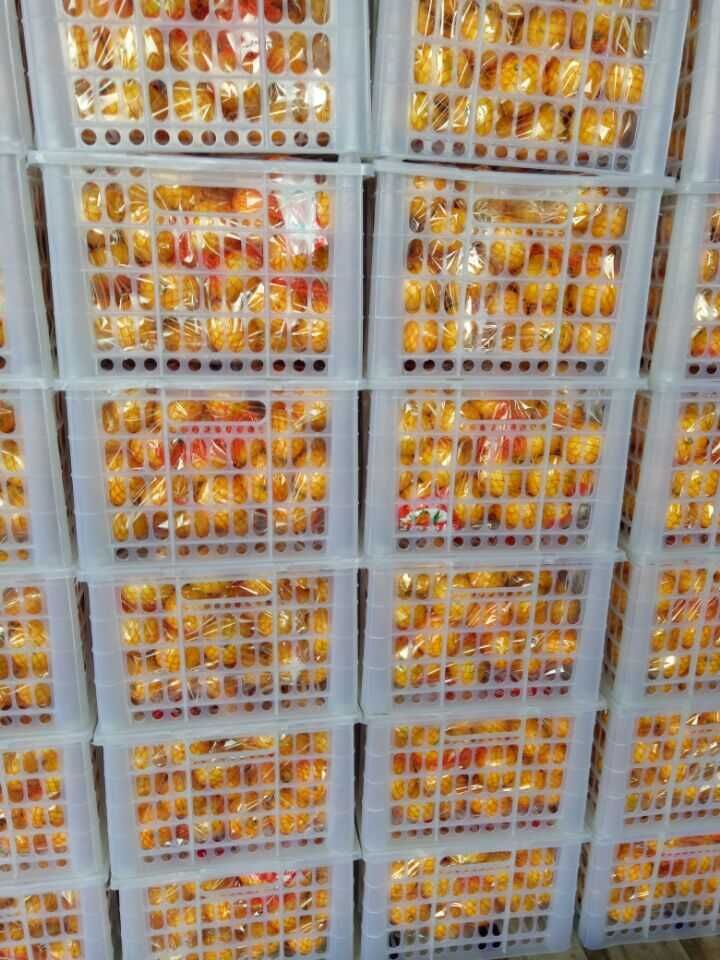 Good Quality of Fresh Sweet Baby Mandarin