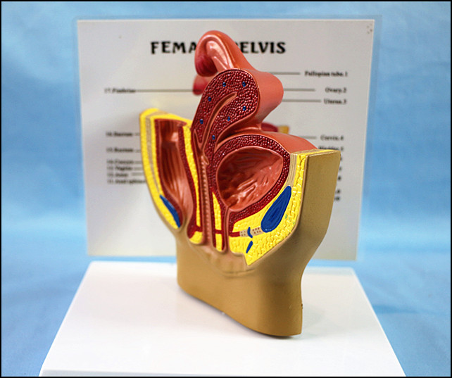 Human Health Female Urinary Pelvis Antomical Model with Description Plate