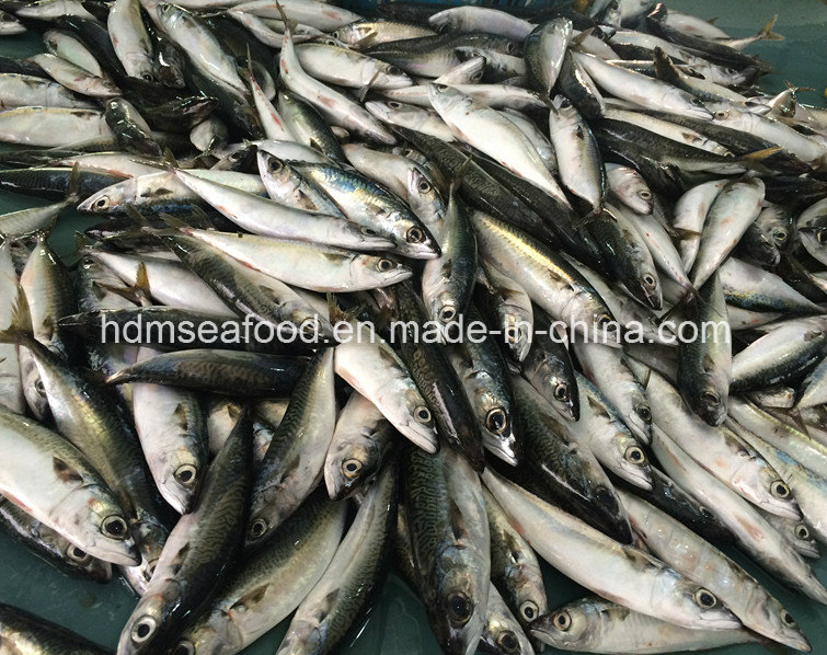 New Fish Mackerel (Scomber Japonicus)