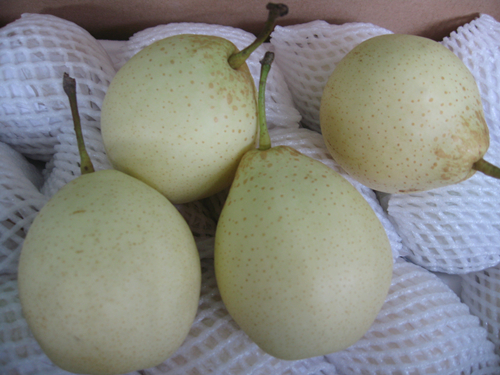 Fresh Chinese Ya Pear (36.40.44.48)