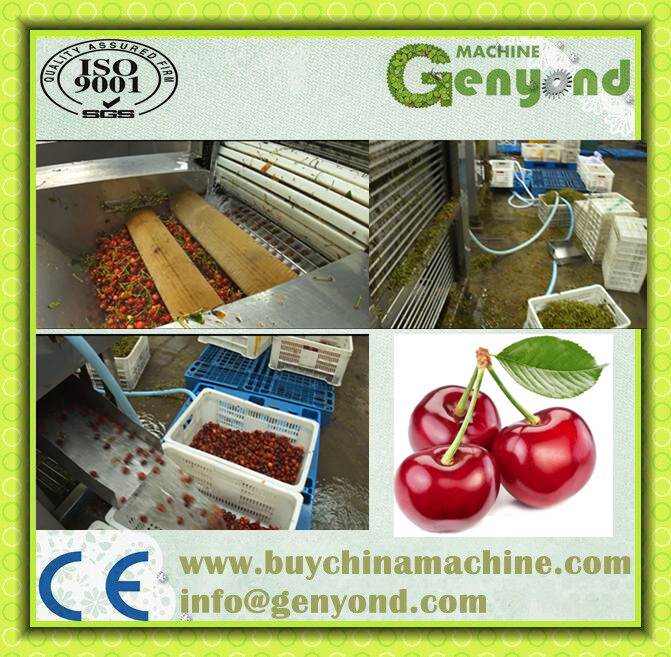 Amazing Cherry Stem Removing Machine, Cherry/Fruit Processing Machine