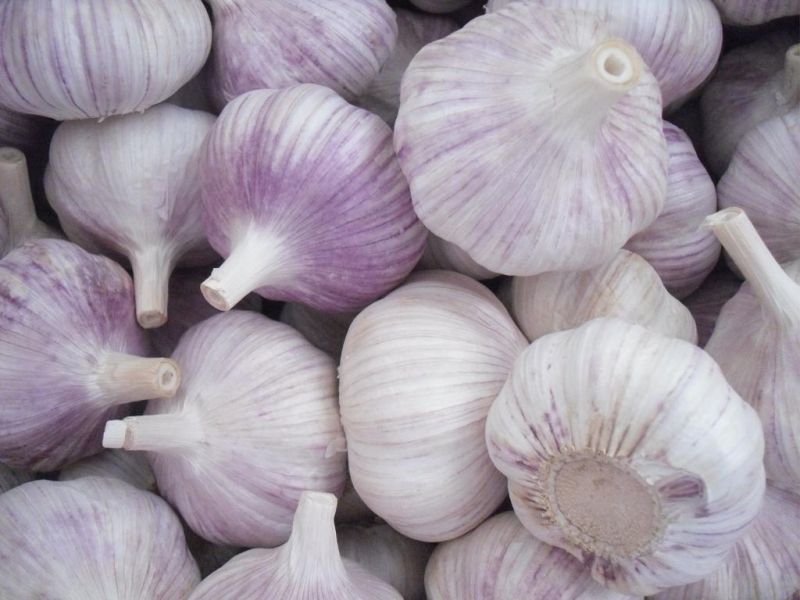 Normal White Garlic (4.5cm, 5.0cm, 5.5cm, 6.0cm)