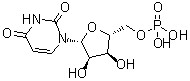 5'-Uridylic Acid