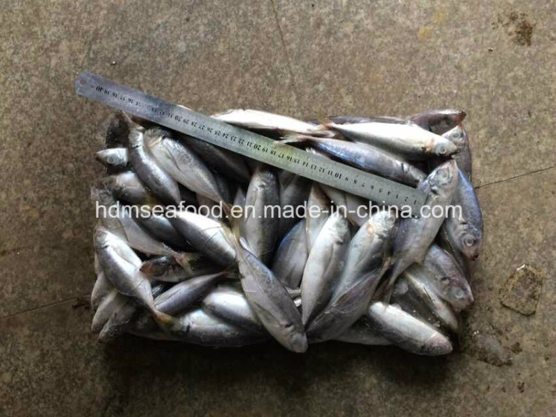 14-18PCS/Kg Frozen Horse Mackerel