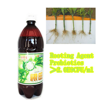 Seaweed root Fertilizer with abundant iodine Top Quality Hot Selling