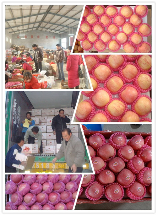 Export Fresh Gala Apple From China