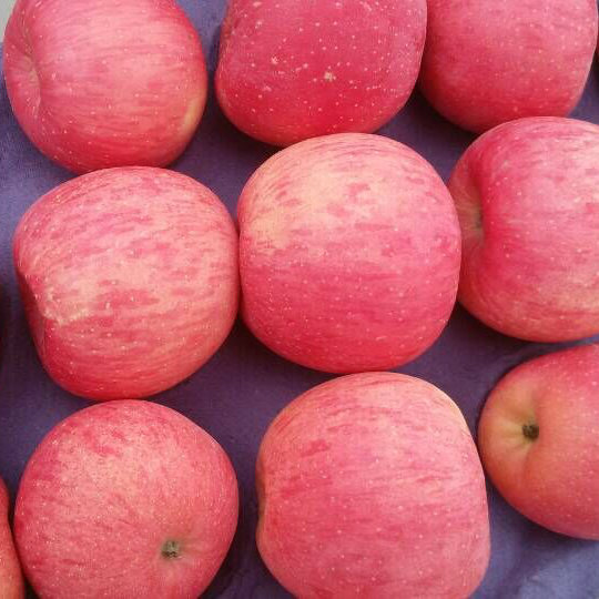 New Crop High Quality Fresh FUJI Apple