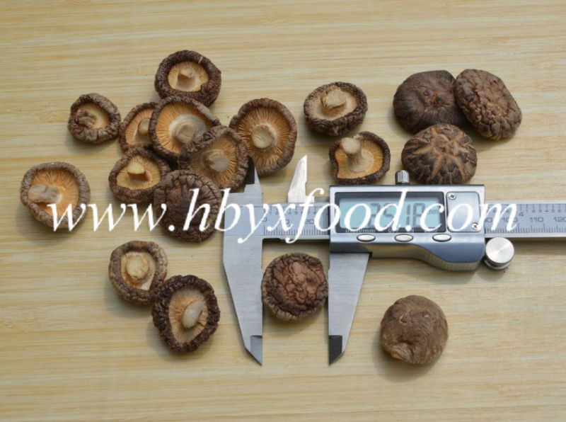 Various Sizes of Good Quality Dried Smooth Shiitake Mushroom