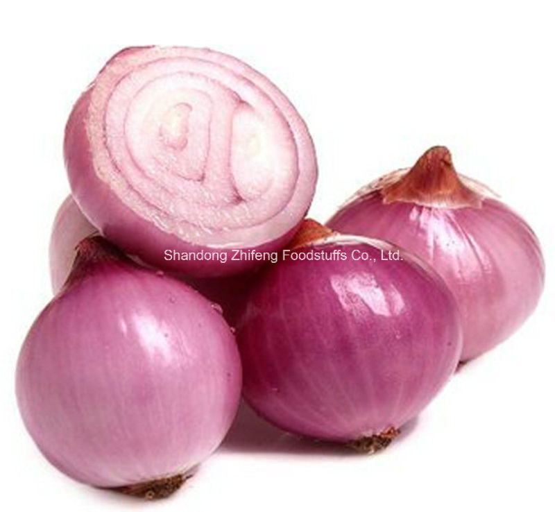 Fresh Red Onion in China