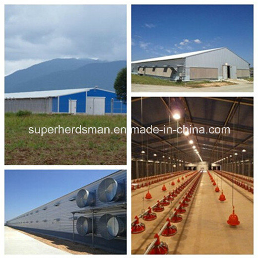 Professional Light Steel Structure Poultry Farm Construction