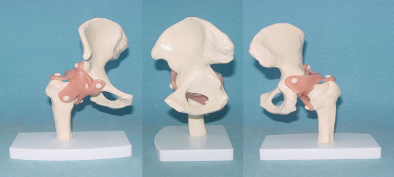 Human Natural Hip Joint Medical Care Model with Ligament (R020909)