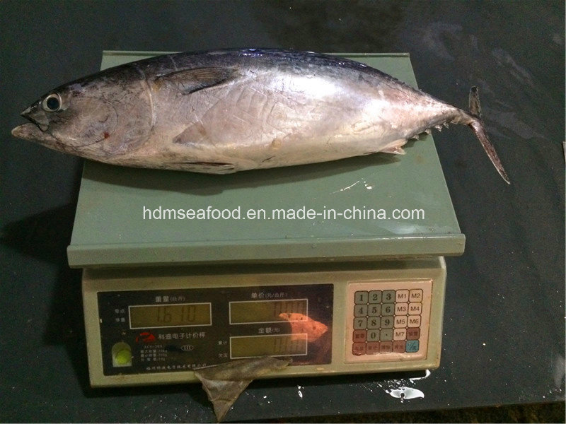 Big Size Frozen Bonito Fish