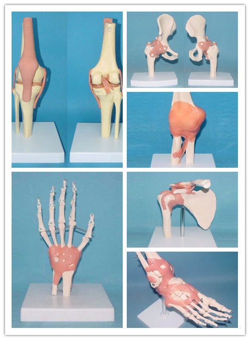 Desk Type Model Natural Size Hand Joint Skeleton Model with Ligaments