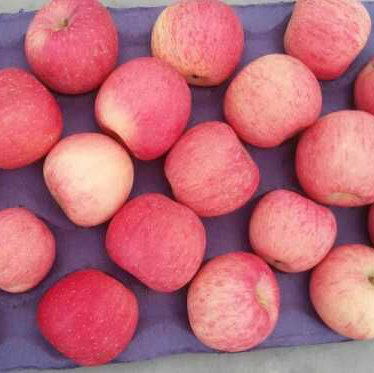 New Crop High Quality Fresh FUJI Apple