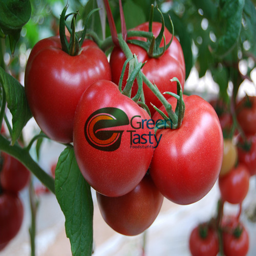 Canned Vegetables of Tomatoes Paste