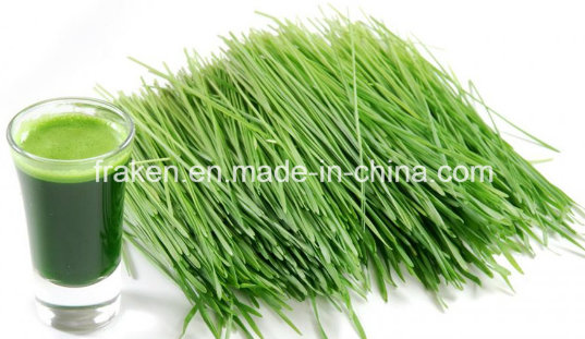 High Quality 80-200mesh Wheat Grass Powder / Wheatgrass Powder