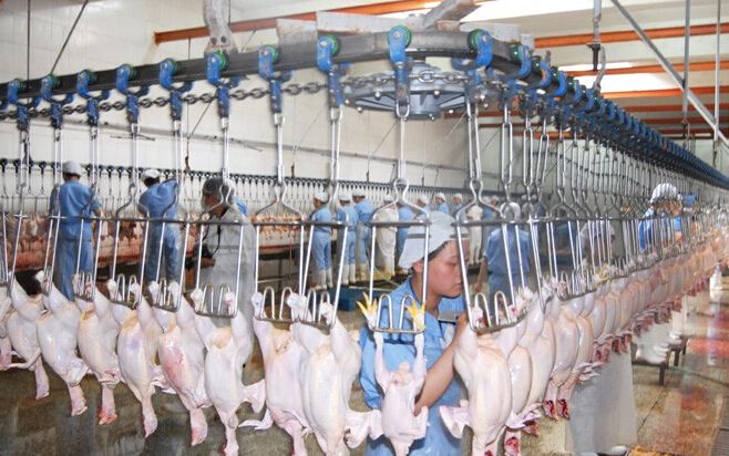 Chicken Slaughter Machine From China