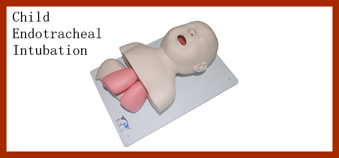 Advance Human Endotracheal Intubation Training Model