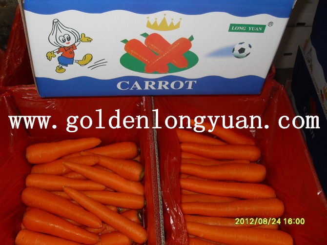Exporting Standard Quality New Crop Carrot