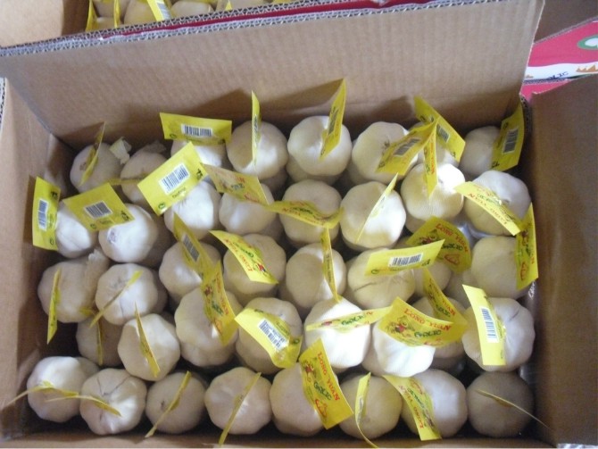 Golden Supplier of Fresh White Garlic